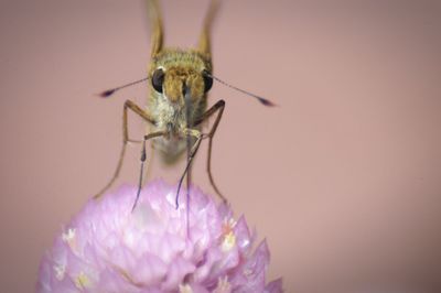 Close-up of butterfly on pink flower