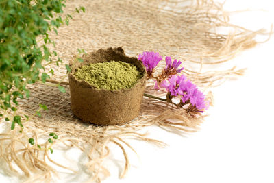 Close-up of potted plant against white background