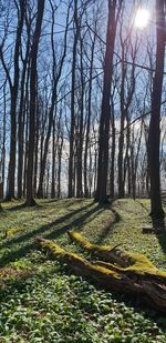 Scenic view of trees in forest