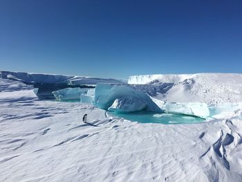 Penguin on glacier by lake against clear blue sky