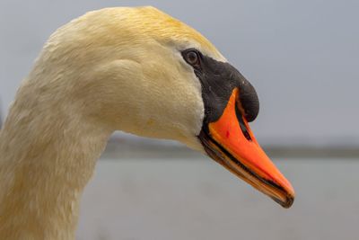 Close-up of swan