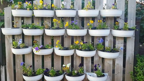 Potted flowering plants hanging on wooden planks in garden