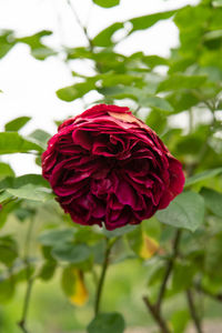 Close-up of red rose