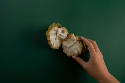 Close-up of hand holding leaf over white background