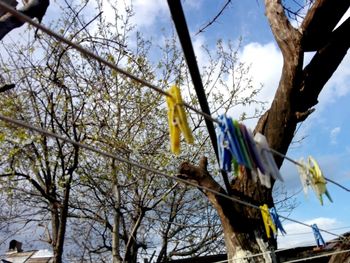 Low angle view of flags hanging on tree against sky