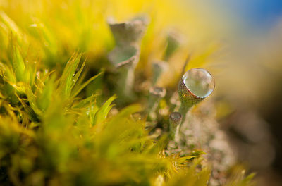 Close-up of fresh green plant