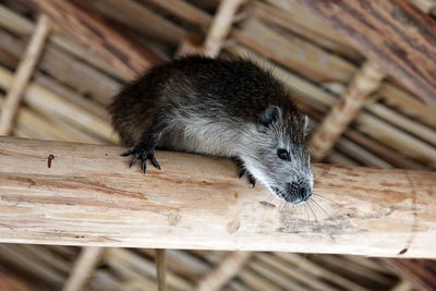 High angle view of an animal