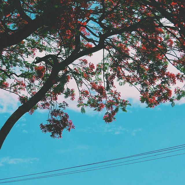 tree, low angle view, branch, growth, sky, nature, beauty in nature, tranquility, blue, day, outdoors, no people, sunlight, scenics, leaf, cloud - sky, tranquil scene, clear sky, flower, cloud