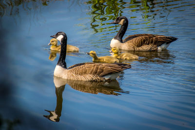 Geese swimming on lake