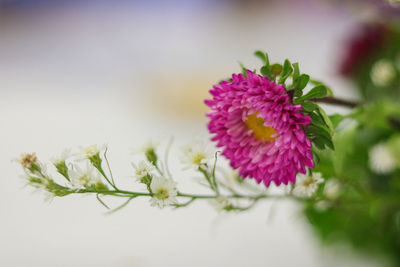 Close-up of purple flowers