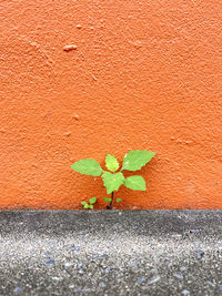 Close-up of orange flowers on wall