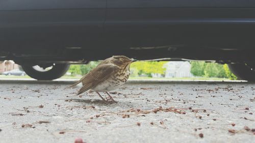 Bird on street against car