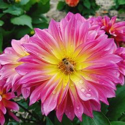 Close-up of pink flower blooming outdoors