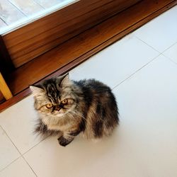 High angle view portrait of cat on floor