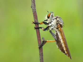 Close-up of insect perching on branch