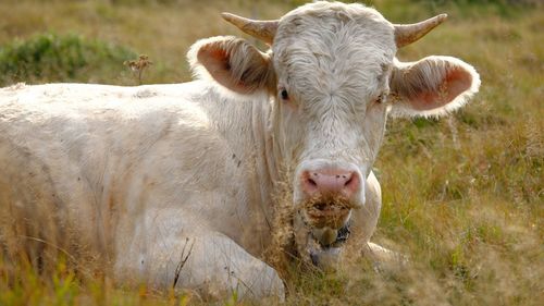 Cows in a field