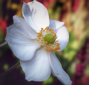 Close-up of white flower