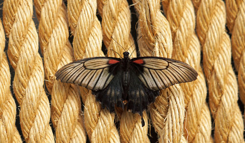 Close-up of butterfly