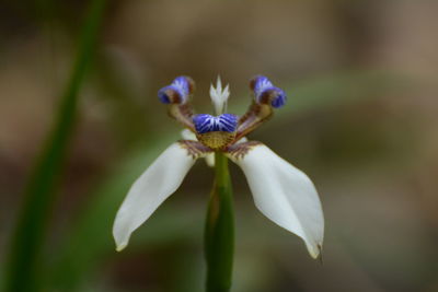 Close-up of purple iris flower