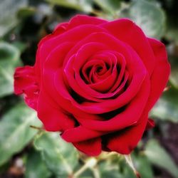 Close-up of red rose