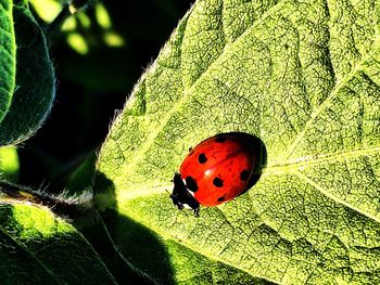 Close-up of ladybug on leaf