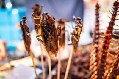 Close-up of insect