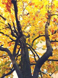 Low angle view of tree during autumn