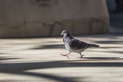 Pigeon on footpath