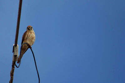 Low angle view of a bird against clear blue sky