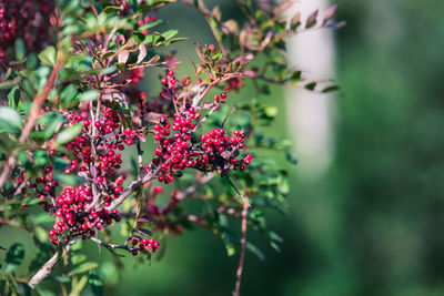 Close-up of red flowering plant