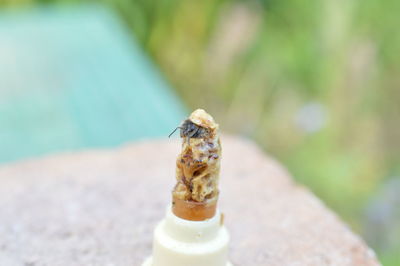 Close-up of insect on rock