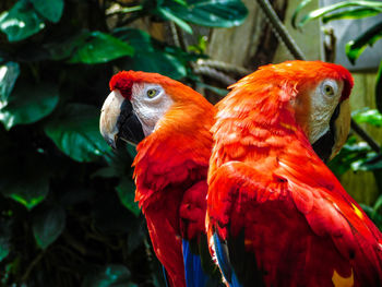 Close-up of parrot perching