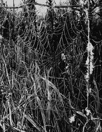 Full frame shot of trees in forest