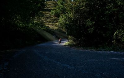 People riding motorcycle on road amidst trees