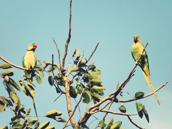 Low angle view of birds perching on tree