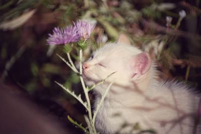 Close-up of cat and plant