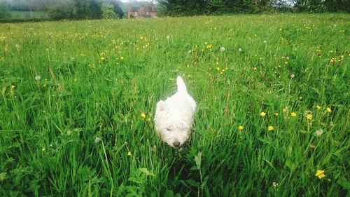 Plant growing on grassy field