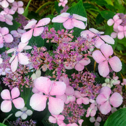 Close-up of pink flowers blooming outdoors