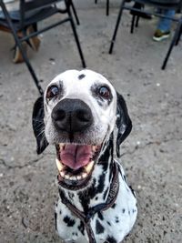 Close-up portrait of dog outdoors