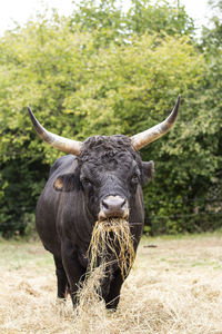 Male black aurochs eating dry grass