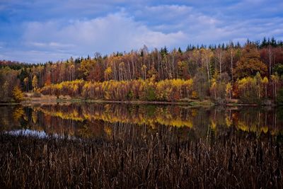 Scenic view of lake in forest against sky