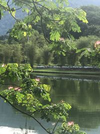 Scenic view of lake by trees against sky