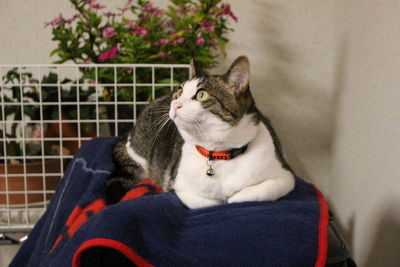 Close-up of a cat looking away