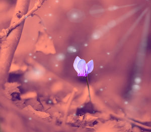 Close-up of pink flowering plant