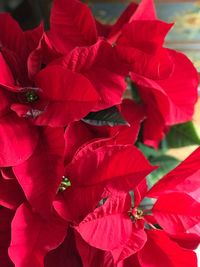 Close-up of red rose blooming outdoors