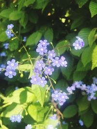 Close-up of fresh blue flowers