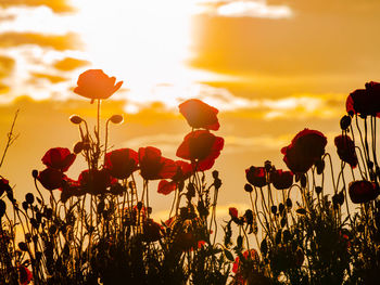 Close-up of red poppy flowers on field against sky