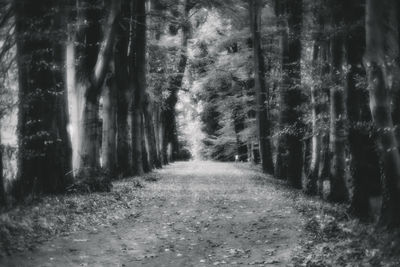 Road amidst trees in forest