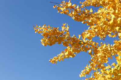 Close-up of autumn ginkgo leaves
