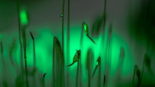 Close-up of jellyfish in sea